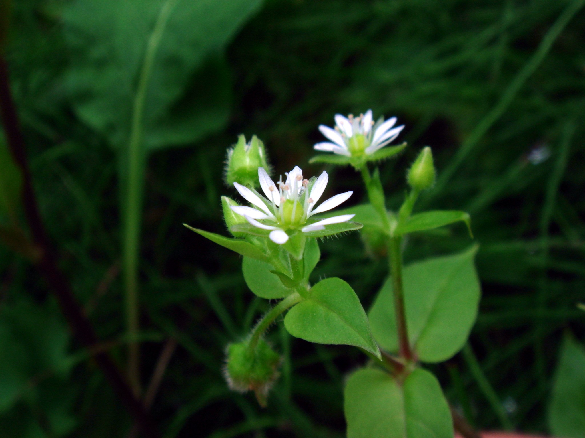 Myosoton aquaticum (L.) Moench
